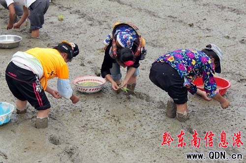 丹寨春耕春播時(shí)節(jié) 苗家育秧忙(圖)