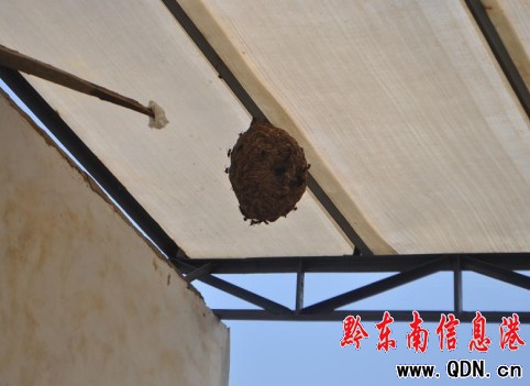 馬蜂窩瘋狂蟄人 岑鞏大隊(duì)為民除