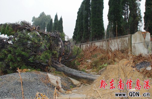 貴州舊鐵路小站百年古樹遭破壞(圖)