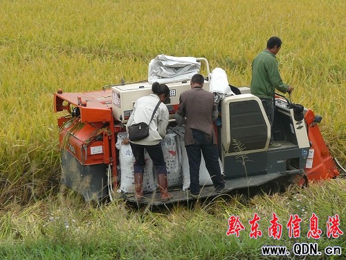 岑鞏縣黨員干部助農支農搶收稻谷忙(圖)