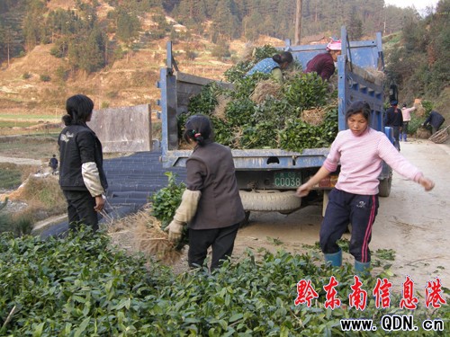 雷山縣全力抓好茶葉富農(nóng)工程建設(shè)(圖)