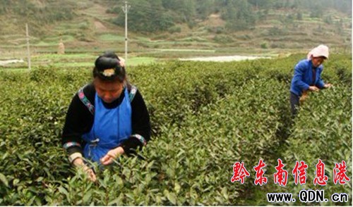 雷山多措并舉 實(shí)現(xiàn)全縣春茶生產(chǎn)“開(kāi)門(mén)紅”