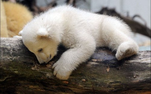 德國(guó)小北極熊上演處女秀 模樣可愛(ài)萌倒眾人(圖)