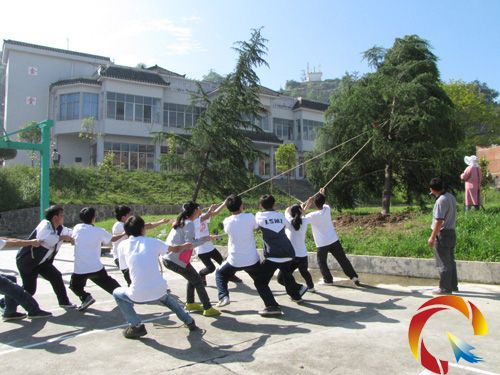 植樹組在牽拉倒樹