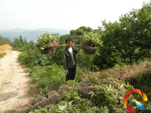 腳猛村種植戶文勝榮運(yùn)送淫羊藿種苗