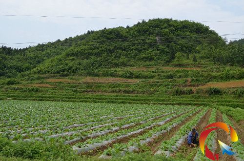 圖為煙農(nóng)正在煙地除草