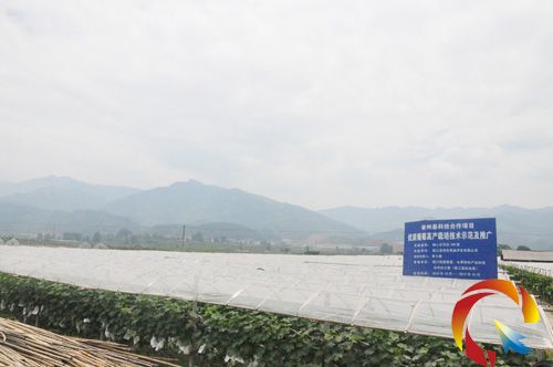 100畝優質葡萄高產栽培技術示范。