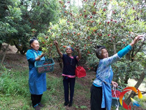 留守老人采摘楊梅出售