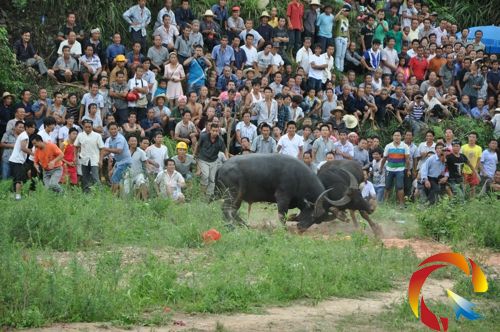 水牛爭斗的激烈場面