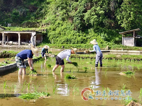 黨員干部及村“兩委”駐村工作隊攜手幫助群眾插秧